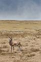 137 Tanzania, Ngorongoro Krater, thomsongazelle